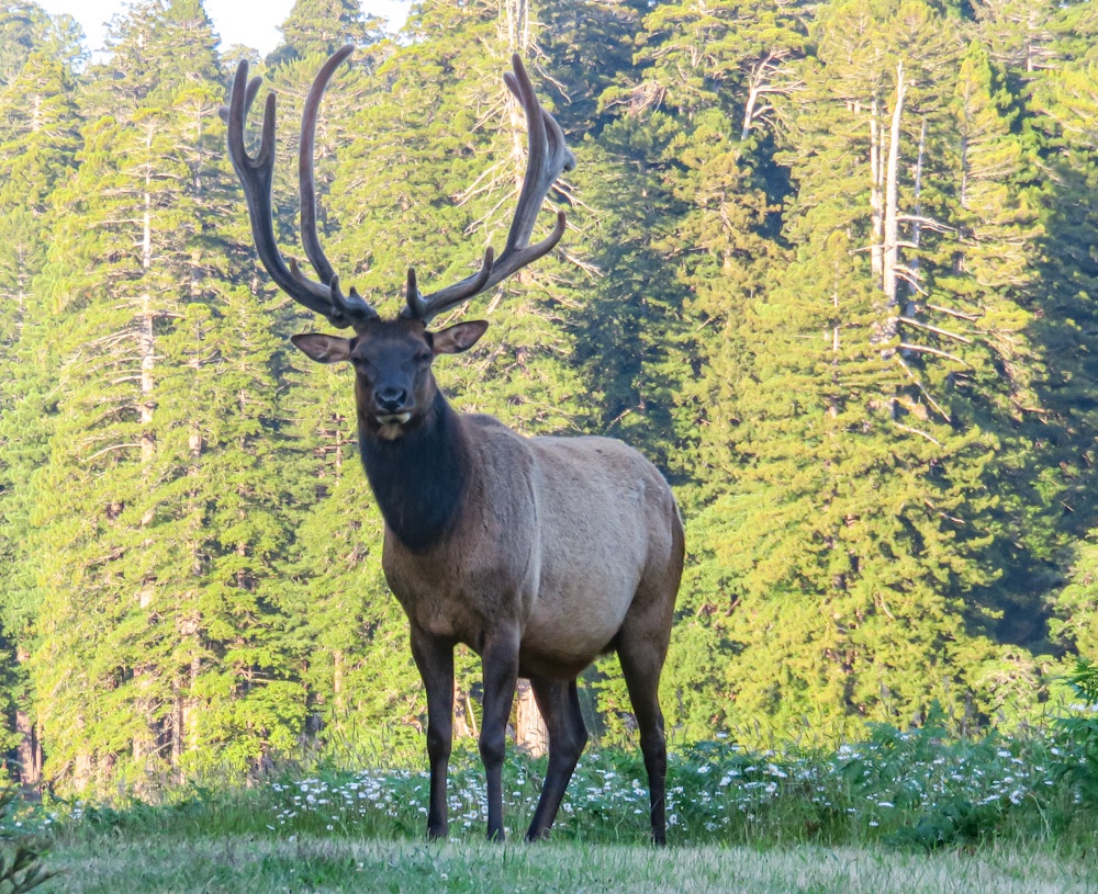 Day 29 – Bicycle Touring Arcata to Prairie Creek Redwoods (Elk Prairie). Coast, Humboldt Lagoons and Elk